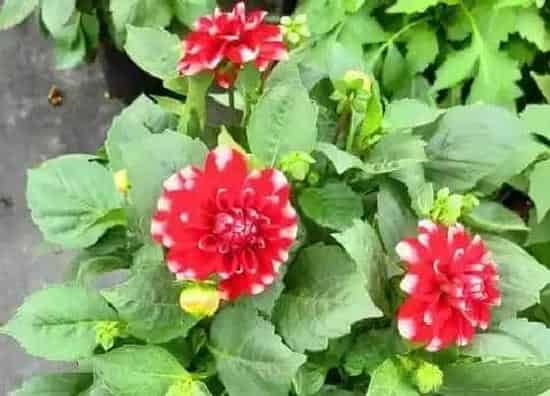 植物百科|小丽花是多年生吗