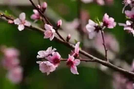 植物虫害|桃树钻心虫防治方法 打什么农药好