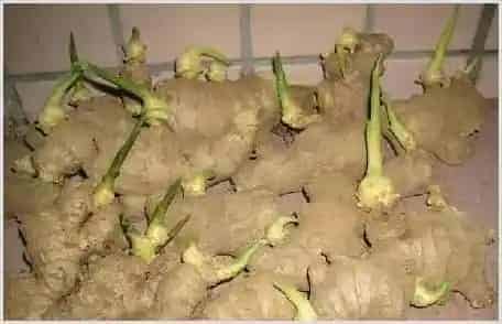 发芽生姜怎么盆栽种植？家里种姜介绍 | 农业科普