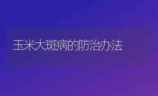 玉米大斑病的防治办法 | 粮油作物种植