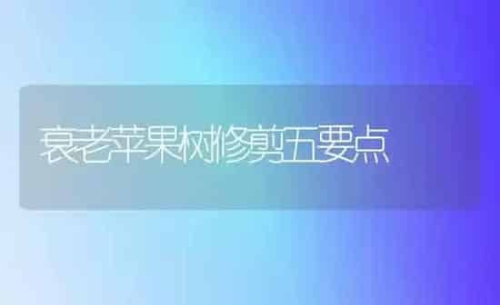 新型水果--西梅 | 瓜果种植