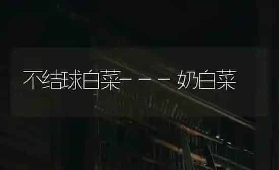 不结球白菜---奶白菜 | 蔬菜种植