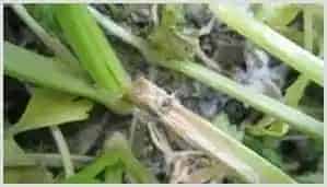 香菜菌核病应该怎样防治？ | 种植技术