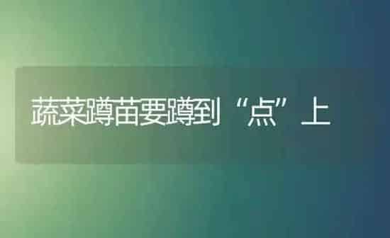 蔬菜蹲苗要蹲到“点”上 | 蔬菜种植