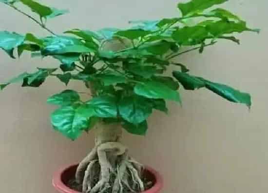养殖科普|幸福树怕晒吗 怕阳光晒吗