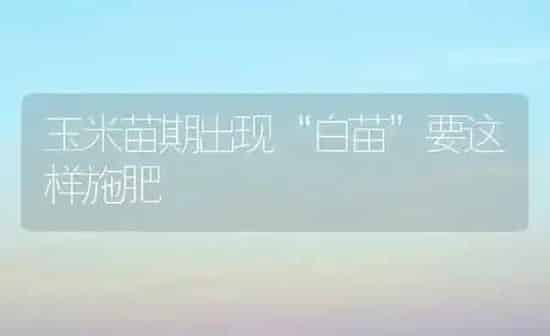 玉米苗期出现“白苗”要这样施肥 | 种植肥料施肥