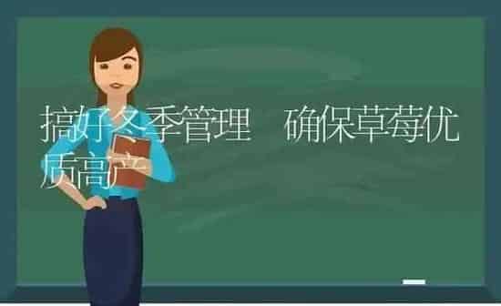 搞好冬季管理 确保草莓优质高产 | 瓜果种植