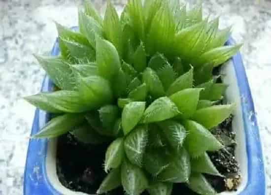 植物移栽|三角琉璃莲怎么分株方法