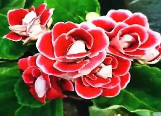 养殖科普|芙蓉花喜不喜欢阳光