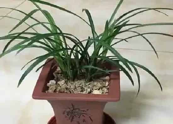 种植管理|买回来的兰花怎么栽种 刚买的兰花种植方法