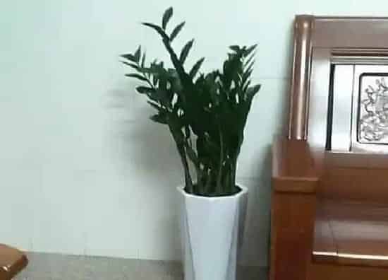 植物浇水|金钱树几天浇一次水最好