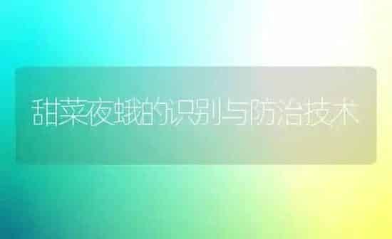 甜菜夜蛾的识别与防治技术 | 蔬菜种植