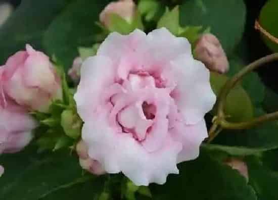 养殖科普|芙蓉花喜不喜欢阳光
