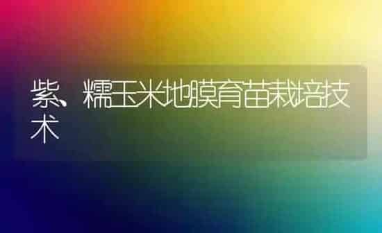 紫、糯玉米地膜育苗栽培技术 | 粮油作物种植