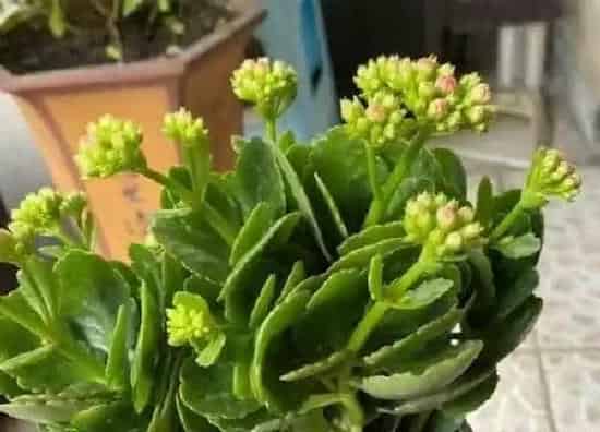 植物扦插|长寿花怎样扦插
