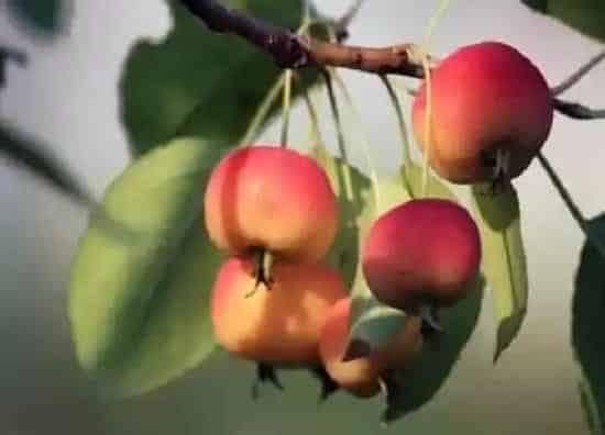 果实成熟|沙果什么季节成熟上市
