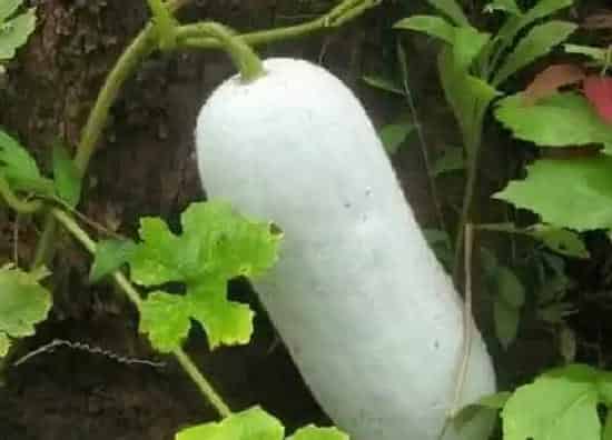 种植管理|白瓜的种植方法和时间 什么时候播种最好