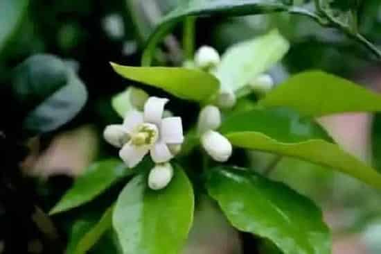 植物虫害|柚子树钻心虫防治方法 打什么农药好