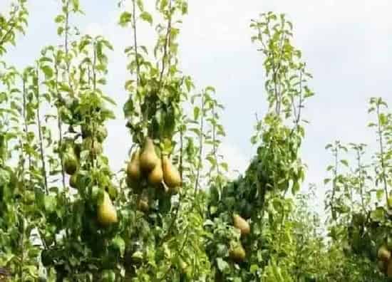 植物移栽|梨树什么时候移栽好活