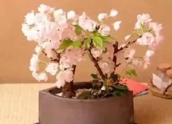 花朵|樱花有几个花瓣 花瓣是什么样子的