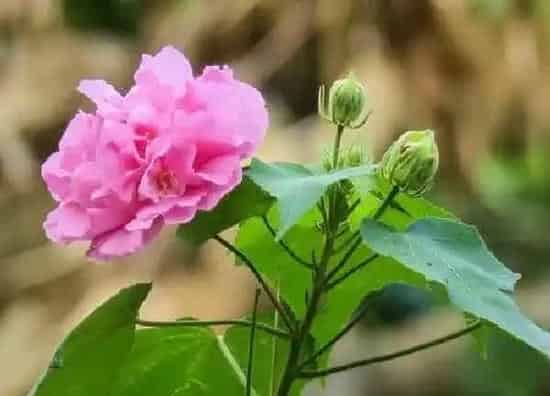 养殖科普|芙蓉花喜不喜欢阳光