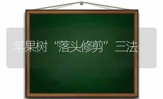 苹果树“落头修剪”三法 | 瓜果种植