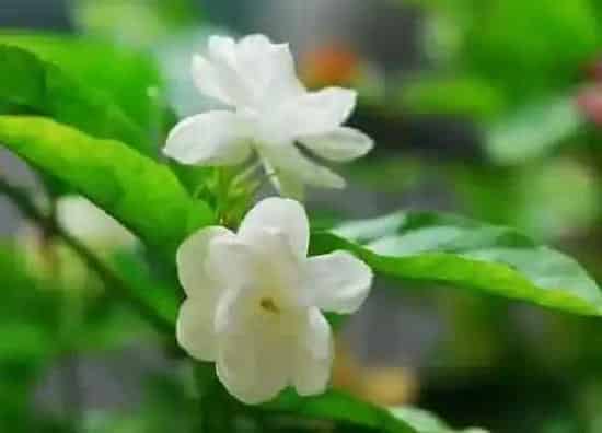 植物种类|茉莉是草本植物吗