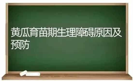 黄瓜育苗期生理障碍原因及预防 | 蔬菜种植