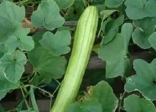 种植管理|白瓜的种植方法和时间 什么时候播种最好