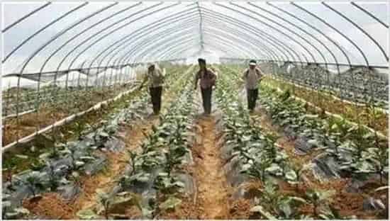 大棚蔬菜施肥方法和注意介绍 | 种植病虫害