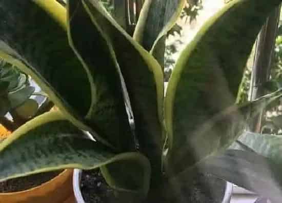 植物百科|虎皮兰会开花吗 开花的颜色与样子