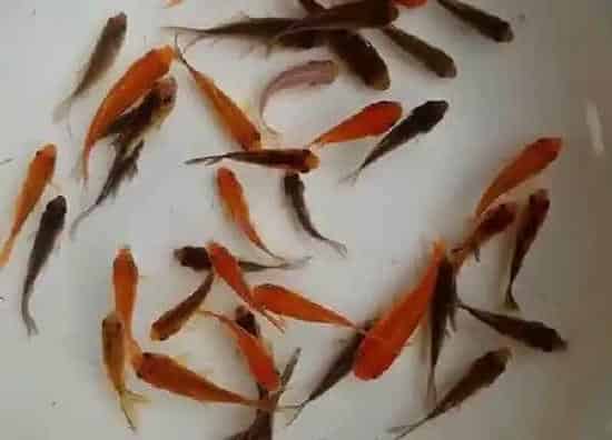 植物浇水|养鱼的水浇花有什么好处 养鱼水浇花当肥料用
