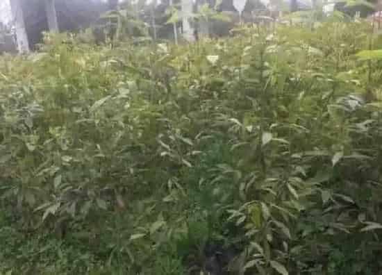 风水百科|金丝楠木的风水作用 家里栽金丝楠风水好吗