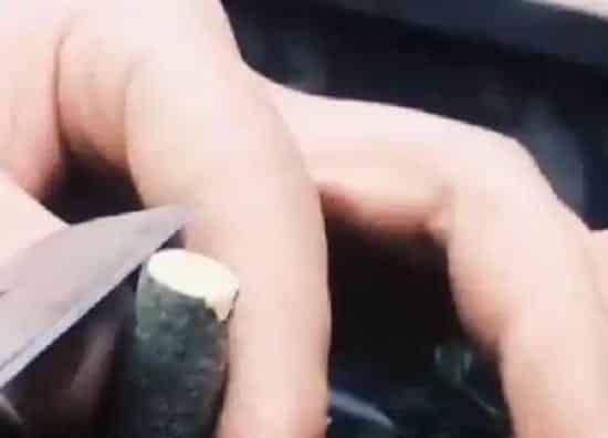 植物发芽|金弹子芽接最佳时间和技术方法