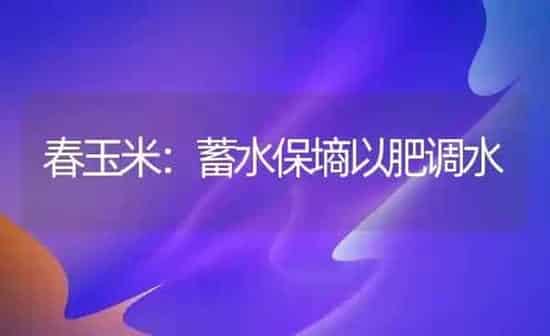 春玉米：蓄水保墒以肥调水 | 粮油作物种植