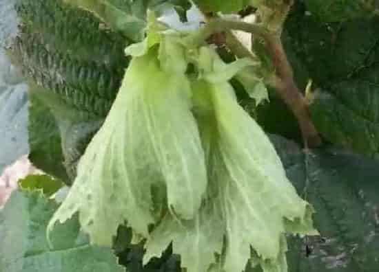 植物虫害|大榛子病虫害防治技术与方法措施