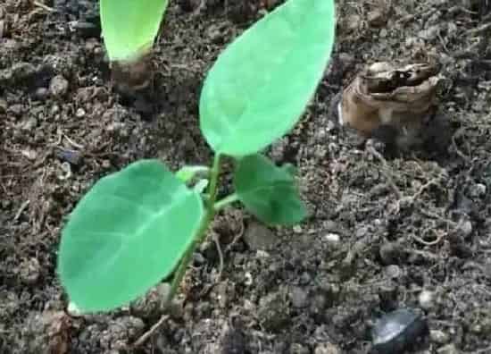 植物播种|菊花种子怎么种植