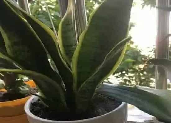 植物百科|虎皮兰会开花吗 开花的颜色与样子