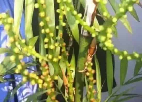 习性特点|散尾葵开花是什么样子 开花是什么兆头