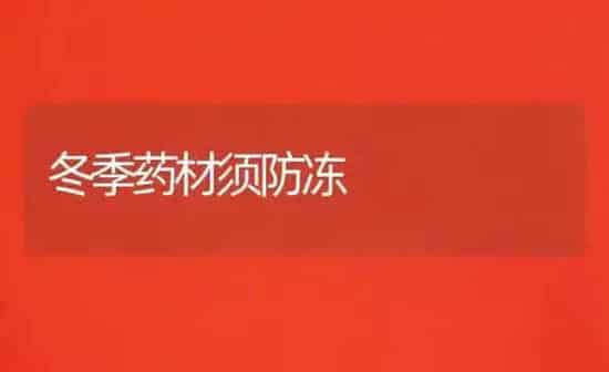 冬季药材须防冻 | 药材种植