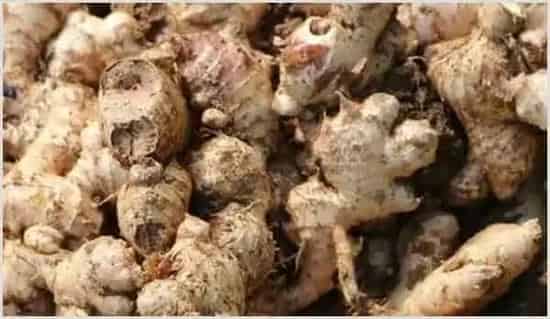 阳台姜的种植方法 | 农业科普