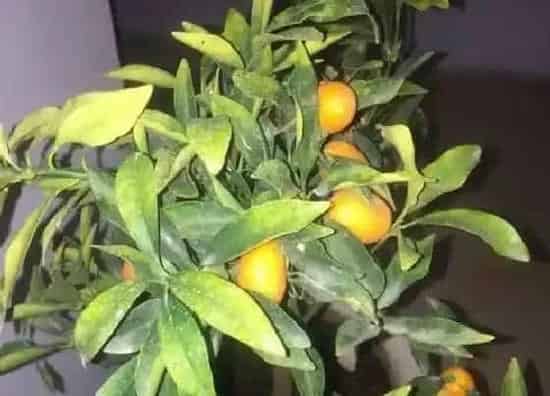 植物虫害|桔树病虫害防治方法与措施技术