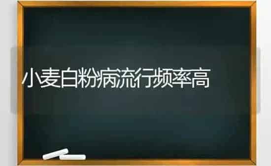 小麦白粉病流行频率高 | 粮油作物种植