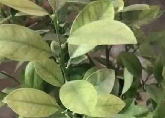 植物虫害|桔树病虫害防治方法与措施技术
