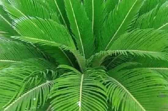 植物移栽|铁树什么时候分株 分株移植时间与方法