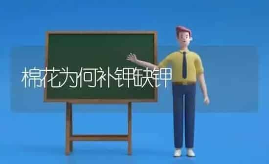 棉花为何补钾缺钾 | 粮油作物种植