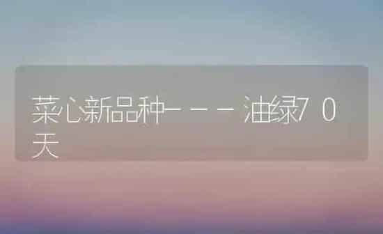 菜心新品种---油绿70天 | 蔬菜种植