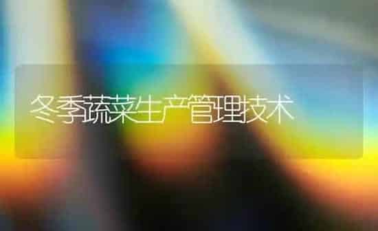 冬季蔬菜生产管理技术 | 蔬菜种植