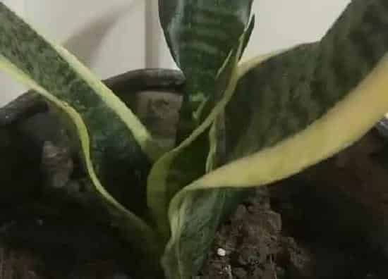 植物百科|虎皮兰会开花吗 开花的颜色与样子