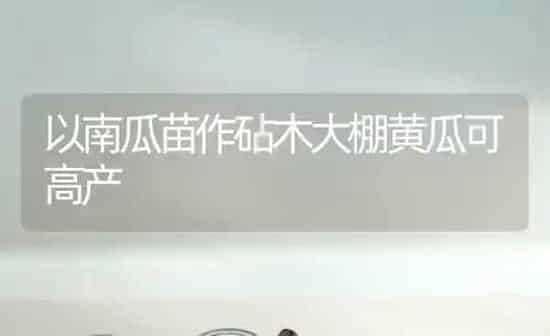 以南瓜苗作砧木大棚黄瓜可高产 | 蔬菜种植